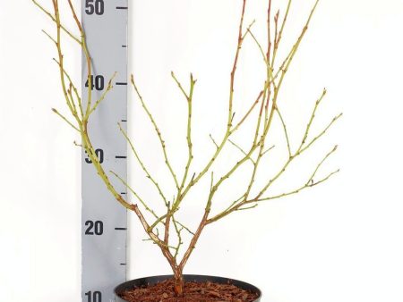 Vaccinium cor.  Blueray  on Sale