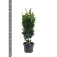 Taxus b.  Fastigiata  Cheap