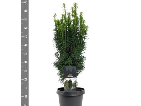 Taxus b.  Fastigiata  Cheap