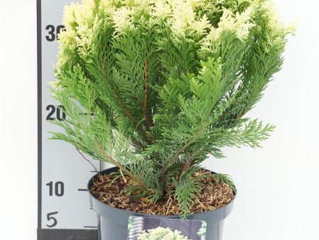 Chamaecyparis l.  Pygmaea Argentea  For Sale