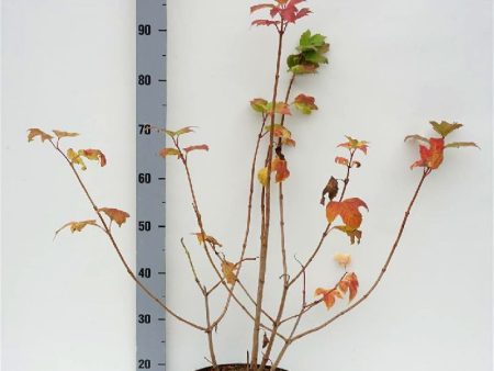 Viburnum opulus  Roseum  Supply