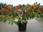 Viburnum plic.  Mariesii  Online Sale