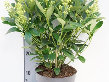 Skimmia j.  Finchy  on Sale