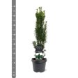 Taxus b.  Fastigiata Robusta  Cheap