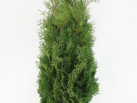 Thuja occ.  Columna  For Discount