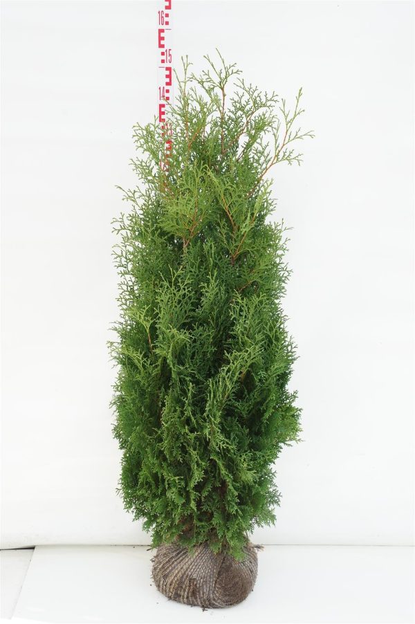 Thuja occ.  Columna  For Discount