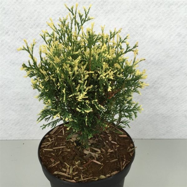 Thuja occ.  Heartland Snow  Online now