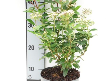 Viburnum tinus  Eve Price  For Sale