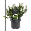 Taxus b.  Repandens  on Sale