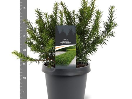 Taxus b.  Repandens  on Sale