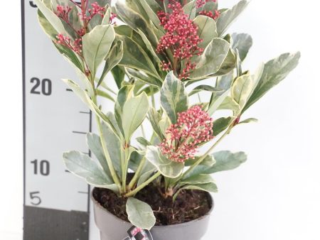 Skimmia j.  Perosa  Online Hot Sale