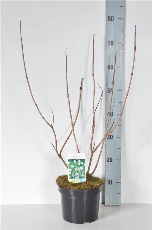 Viburnum opulus  Roseum  For Sale