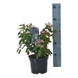 Viburnum tinus  Eve Price  For Sale