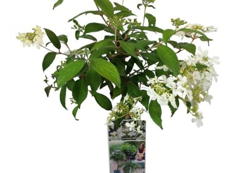 Viburnum plic.  Watanabe  Online now