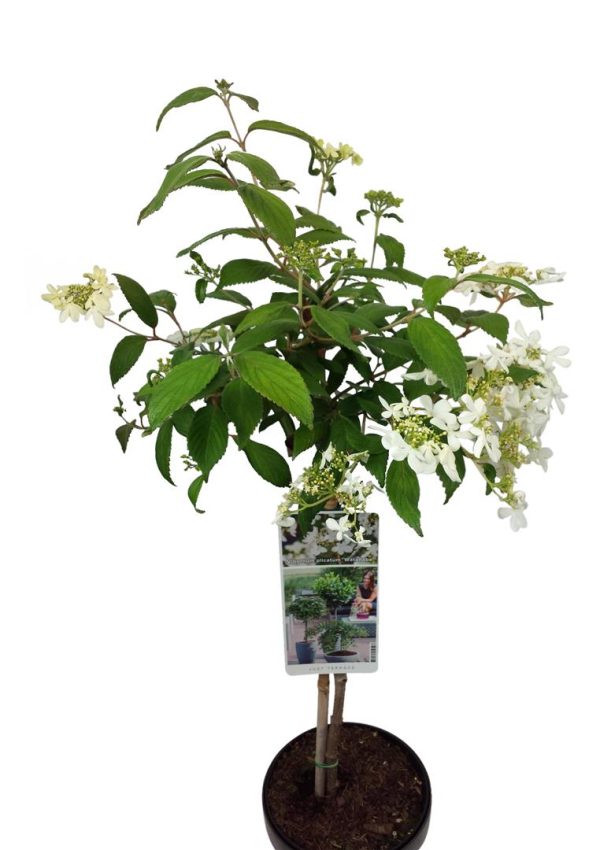 Viburnum plic.  Watanabe  Online now