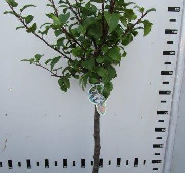 Malus  Red Sentinel  Sale