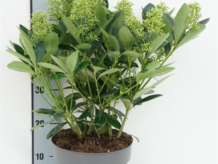 Skimmia j.  Finchy  Online Sale