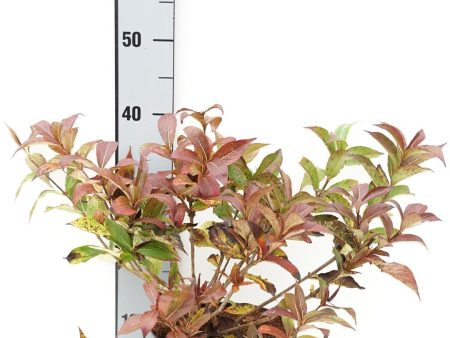 Weigela  Minuet  Cheap