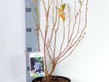 Vaccinium cor.  Bluegold  (early) Online now