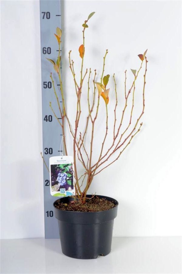 Vaccinium cor.  Bluegold  (early) Online now