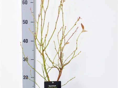 Vaccinium cor.  Liberty  (late) Online Sale