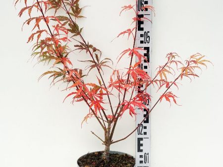 Acer pal.  Jerre Schwartz  Supply