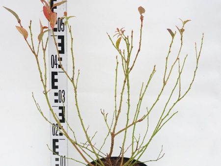 Vaccinium cor.  Chandler  (early middle) Supply