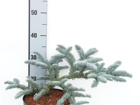 Abies procera  Glauca  Online now