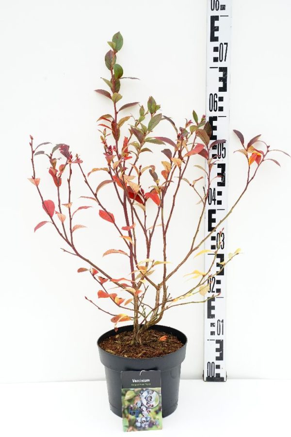 Vaccinium cor.  Reka ® (late) Hot on Sale