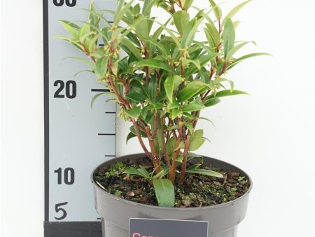 Sarcococca hookeriana  Purple Stem  For Cheap