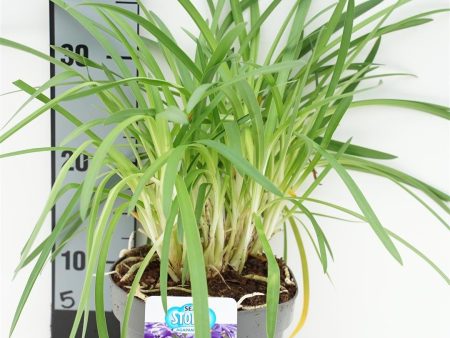 Agapanthus praecox  Sea Storm ® Cheap