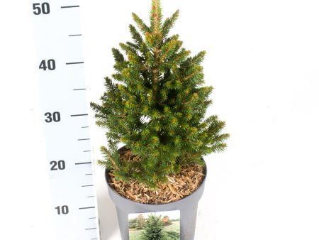 Picea abies  Will s Zwerg  on Sale