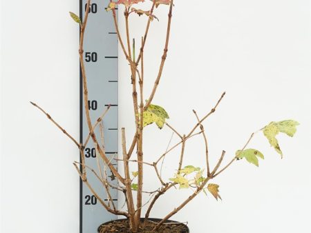 Viburnum opulus Discount