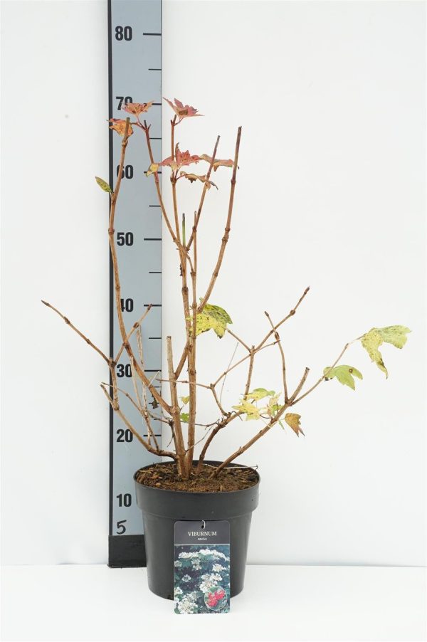 Viburnum opulus Discount