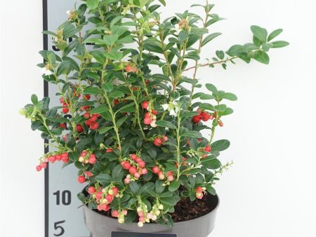 Vaccinium vitis-id.  Fireball  For Discount