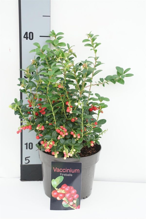 Vaccinium vitis-id.  Fireball  For Discount