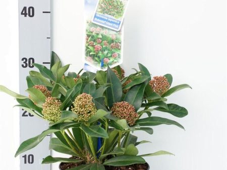 Skimmia jap.  Rubesta® Giant Pink  Sale