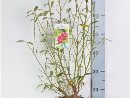 Vaccinium cor.  Pink Lemonade ® (middle) For Discount