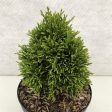 Thuja occ.  Kraznal  Cheap